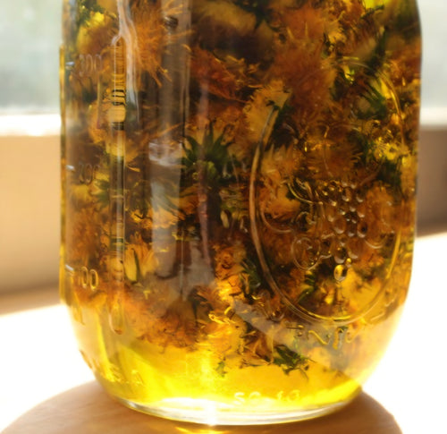 Dandelion infused oil