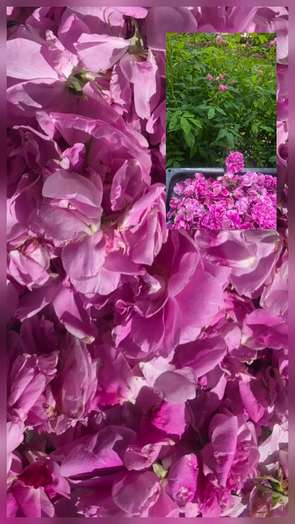 Rose Petal Glow Salve