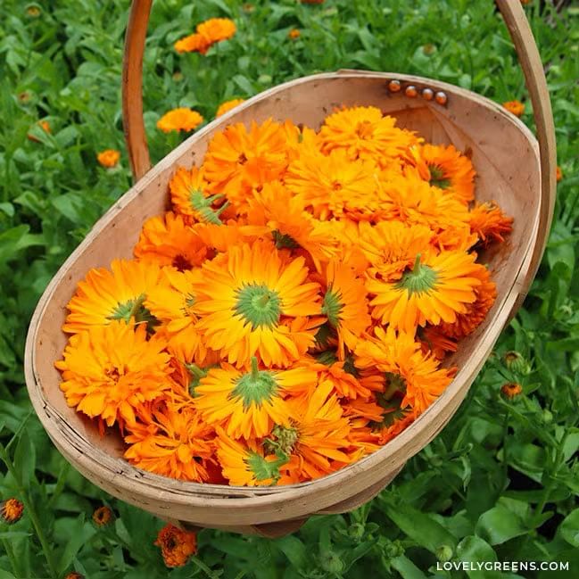Calendula Salve | Ezcema Support Healing Balm |Soothing Salve