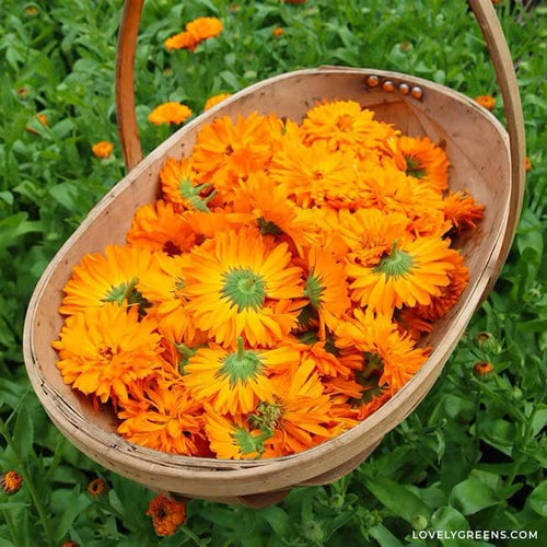 Calendula Lip Balm (2 pcs)